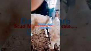 Boer goat 3rd Generation male kids available for sale .