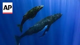 How do whales sing? Study finds unique voice boxes