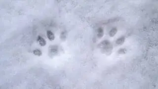Puppys in Snow