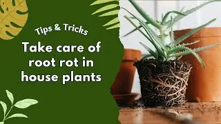 Is Your Houseplant Suffering From Root Rot? Here&rsquo;s What To Do