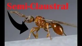 How to Care for a Semi Claustral Queen