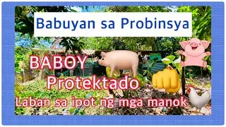 ANO ANG EPEKTO NG IPOT NG MANOK KAPAG NAKAIN ITO NG BABOY? BABUYAN SA PROBINSYA