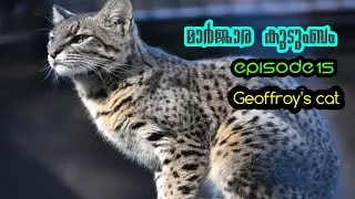 മാർജ്ജാര കുടുംബം Episode 15 Geoffroy's cat (Leopardus geoffroyi) ജ്യോഫ്രയ് ക്യാറ്റ് 