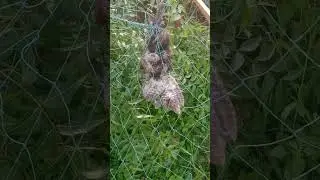 🐓 LKM Farm &ndash; நாட்டுக்கோழி வளர்ப்பு#TamilFarm #TamilVlog #TamilFarmer #IndianFarming