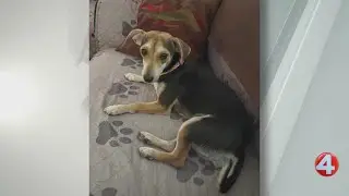 'Sweet' Angel from Texas is ready for adoption