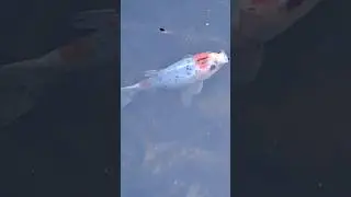 mama #fish with her babies & an intruder in the #pond