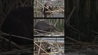 Coipo&nbsp;- Humedal de Batuco