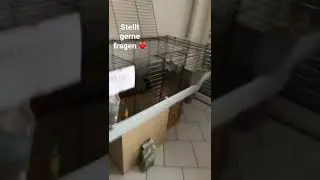 Die meeris❤️❤️