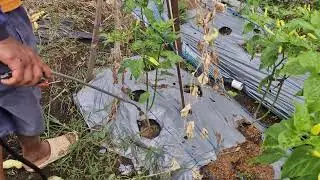 FARMER'S SECRET: EFFICIENT PESTICIDE SPRAYING FOR CROPS WITH MODERN SPRAYERS!  -Agriculture Farming