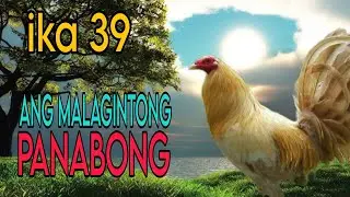 ANG HARI NG SABONGAN