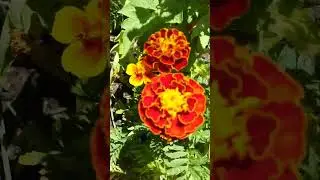 Law of Abundance, There is no lack in abundance universe world only in the mind
