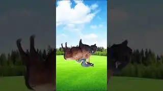 &ldquo;Here is how you survive a bison attack&rdquo;