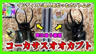 【超人気】2種類のコーカサスオオカブト登場！インセクトディスカバリーでも人気でもあったアジア最大の大型カブトムシを2種類ご用意と違いをわかりやすくお伝えします！