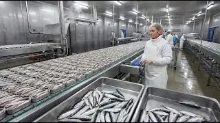 Inside the Largest Sardine Canning Facility – 500,000 Cans of Preserved Sardines