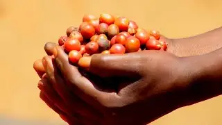 Coffee Farming as a business(Lima Emmwanyi ogagawale). Emwanyi Terimba.