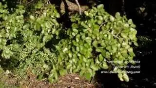 Nothofagus antarctica (Antarctic Beech)