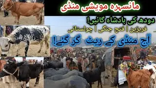 Mansehra Maweshi Mandi/Aaj Ki Video Miss Ki To Kuch Nahi Dekha 😱Rates Bilkul Down!&rdquo; doodhwali gay..?