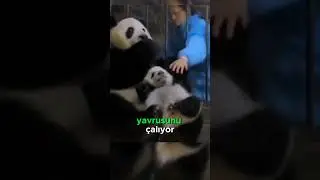 Bir Elmaya Yavrusunu Satan Panda! 🐼🤝🍎