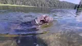 Todd Lake Bend Oregon with Karma (summer 2022)