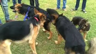 Dog lovers club(DLC)| Dogmeetup of DLC| just bring your Dog here| we know how important your buddy