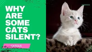 Why Are Some Cats Silent? The Science Behind It