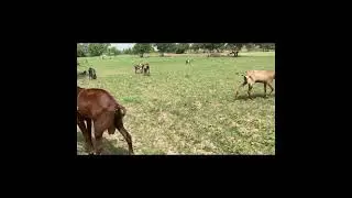 Bakra cross Bakri full active Bakra #goat #bakr #cowgoat #animals