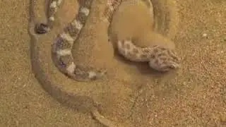 Una serpiente enterrandose..