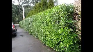 Amazing Cherry laurel hedge