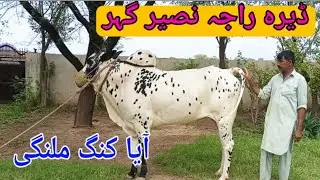 Dera Raja Nasir Ghair|Aya King Malangi Dand| Pothwari Vlogs