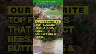 Top Flowers That Attract Bees, Butterflies & Hummingbirds | Pollinator-Friendly Garden Ideas
