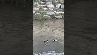 Daily Life of Ducks