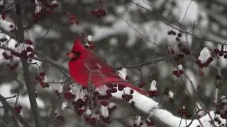Winter Metaphor