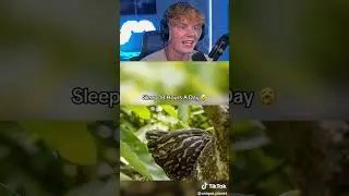 How Long Animals Sleep! 🦁💤