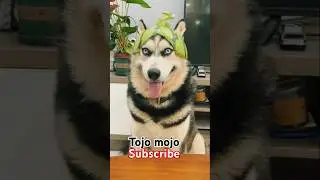 watermelon cap on dog's head #funny #comedy #cartoon #cute #cutedoog#viralshorts