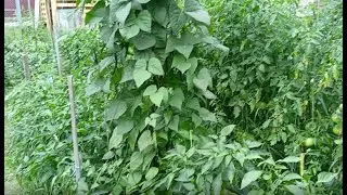 Combined planting of beans and peppers