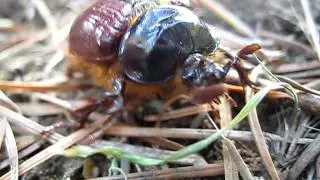 Pleocoma staff -Rain Beetle