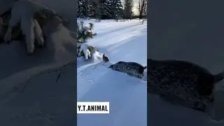 #animalsco #dog #comedy