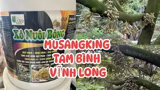 Nuôi Bông Musangking Bằng Xô Nuôi Bông Hạn Chế Cháy Lá 