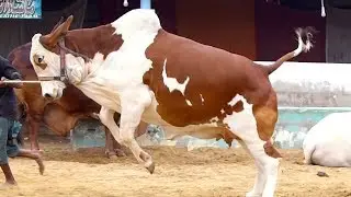 Pakistan Premier 786 Cattle Farm I Breeding Farm I Gaints I Documentary I Mandi 2020 I Parrot Studio