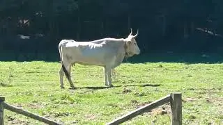 non sono mannari al 100% sono mucche podoliche!!