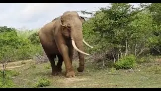 Tusker Arjuna, Baby Elephant& Leopard, Bear අර්ඡුණ ඇතා සමග පැටියා කොටියා සහ වලහා
