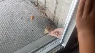Hand feeding a Chipmunk