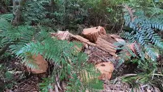 Waipoua forest