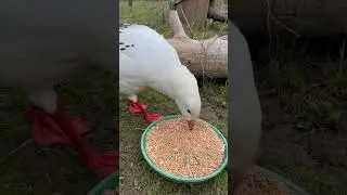Andean geese #ducks #wildduck #animal #goose #wildducks #animals #babyanimal #birds #whiteducks