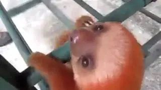 Cutest baby sloth ever!
