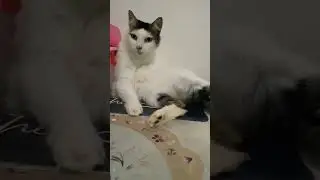 gatos short #gato #gata #linda #lindo #animal #brasil #kitty #cat #best #mundo #world #viralshort