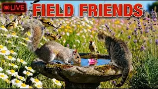 🔴 LIVE Cat TV: Funny Squirrel & Birds in Lavender Garden - Nature Sounds