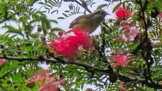Colores y Sonidos de la naturaleza/Colors and sounds of nature.