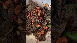 Bengali laal saag recipe | red amaranth leaves recipe