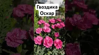 Гвоздика Оскар